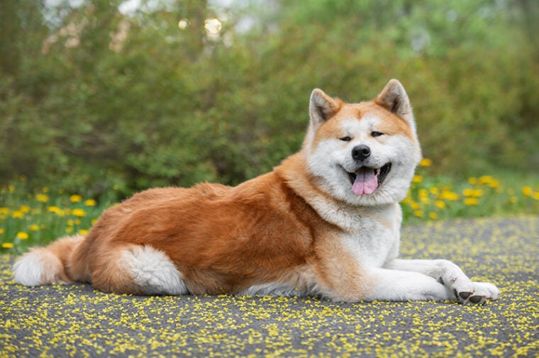 feliz perro akita inu descansando en el parque