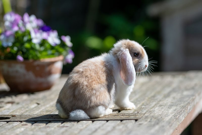 harlequin rabbit sitting on wooden surface