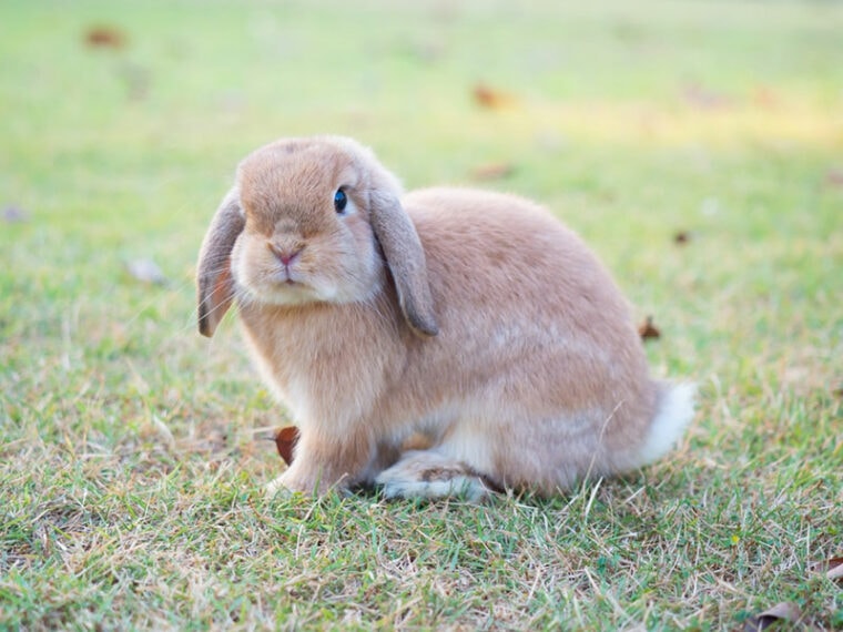 holland lop rabbit at the garden