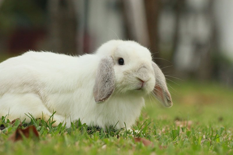 holland lop rabbit on grass