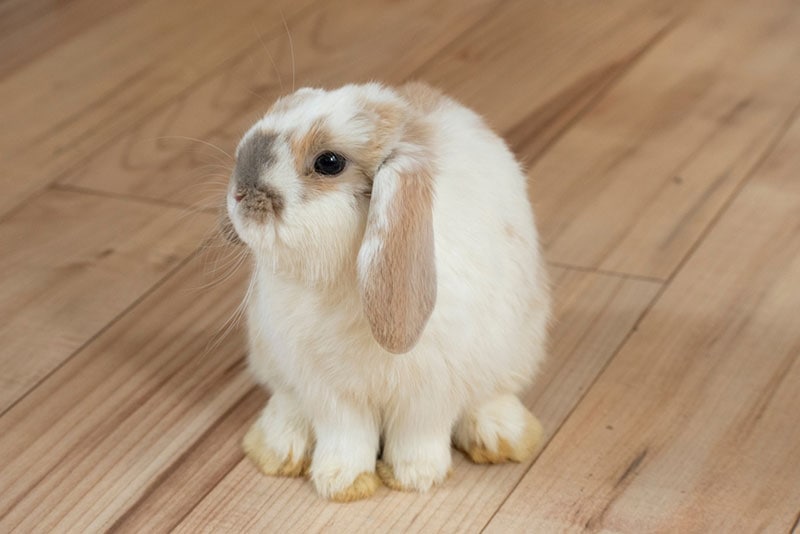 holland lop rabbit sitting on wooden floor