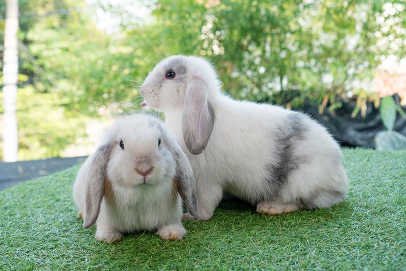 holland lop rabbit sitting together on green grass