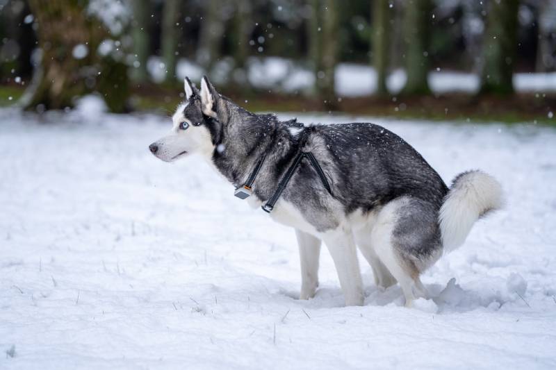 perro de raza husky hace caca en la nieve