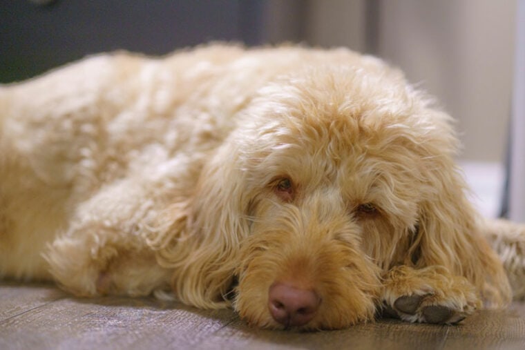 labradoodle dog lying on the floor