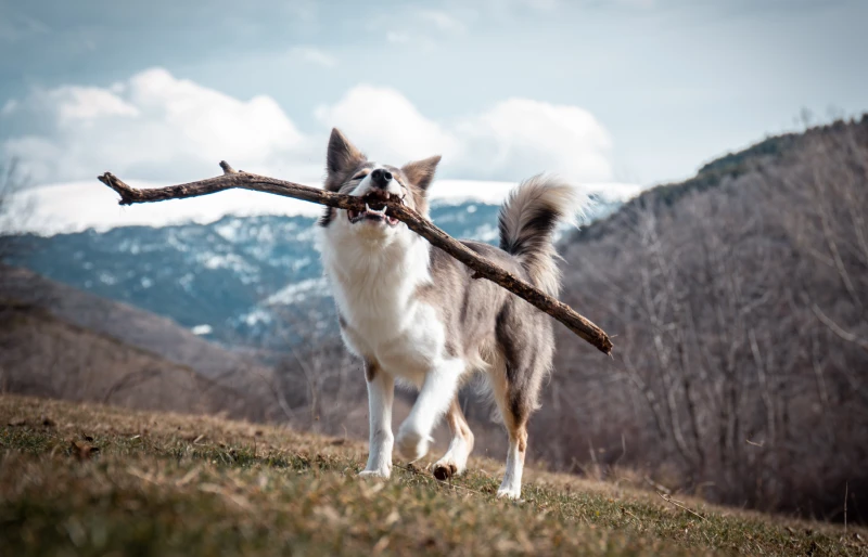 lilac border collie dog playing with stick outdoors