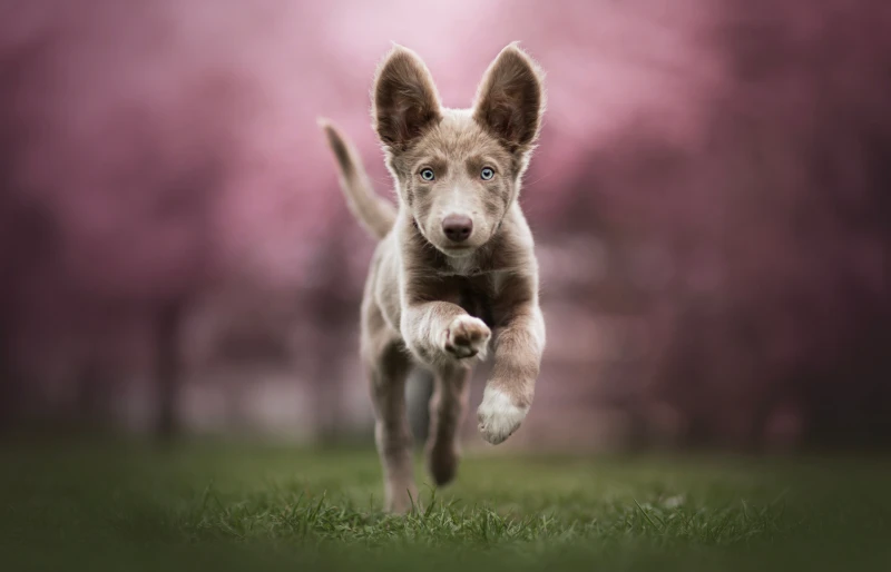 lilac border collie puppy dog running on the grass