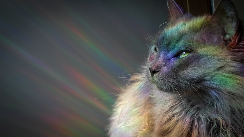 gato de pelo largo con luces de arcoíris en la cara