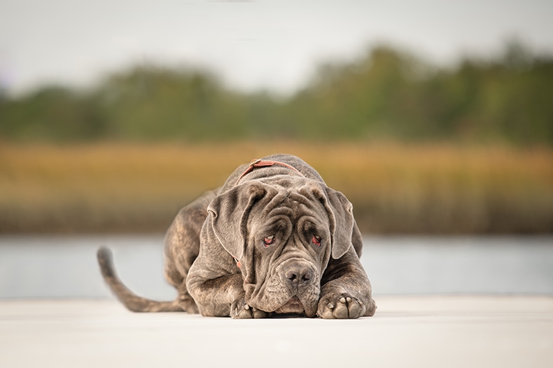 mastiff with red eyes lying on the floor