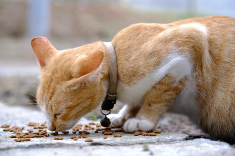 orange cat eating food fast