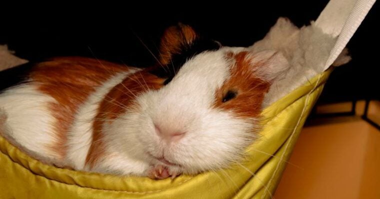 oung guinea pig lies in a hammock and sleeps