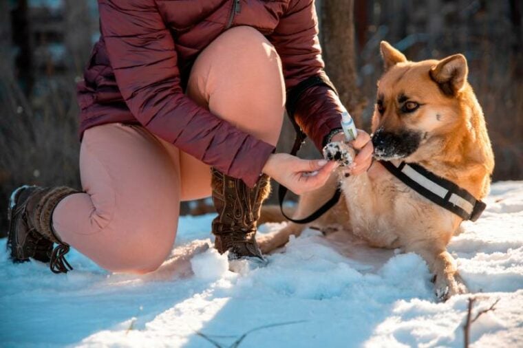 el dueño aplica vaselina al perro para su protección