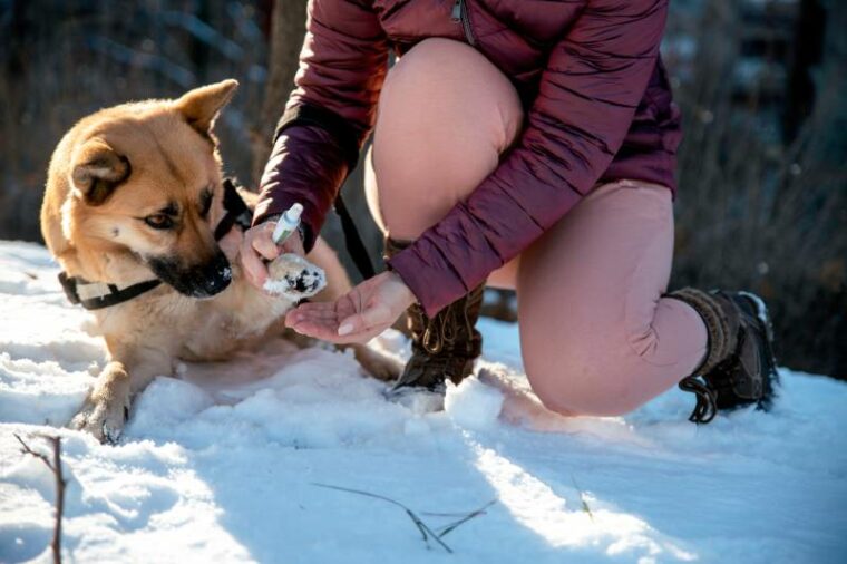 el propietario aplica crema de vaselina a las almohadillas de las patas del perro para protegerlas contra la sal o los descongelantes químicos en la nieve