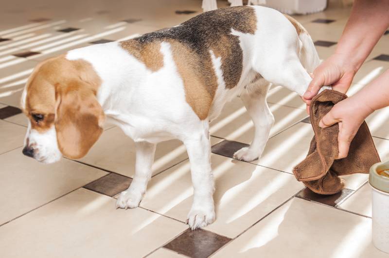 el dueño limpia las patas mojadas de un perro beagle con un paño