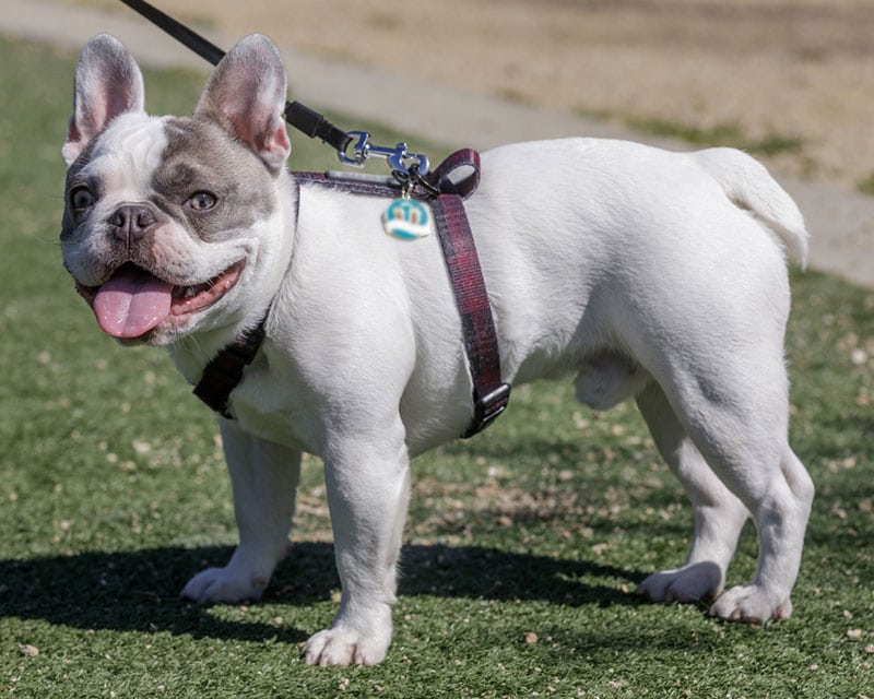 pied french bulldog standing at the park