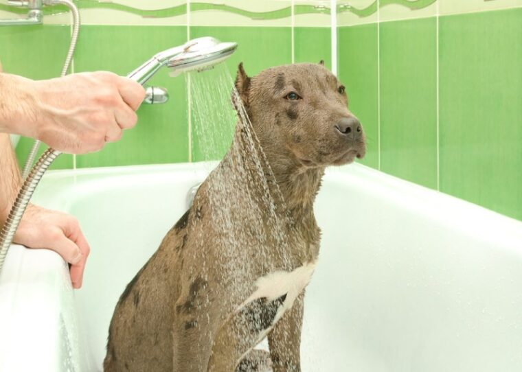 pitbull taking a bath