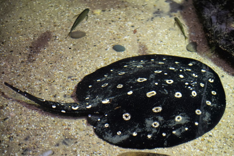 polka-dot stingray on the sea floor