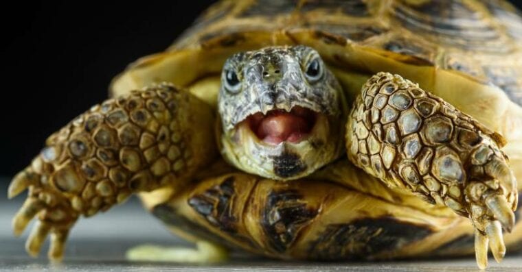 retrato de una tortuga con la boca abierta