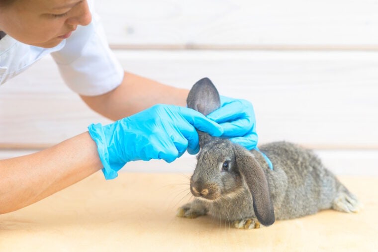 rabbit checked by vet