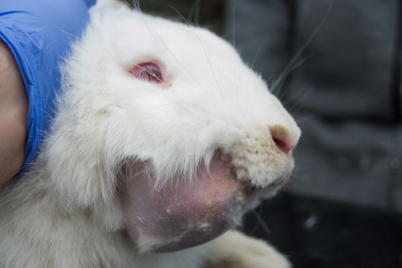 rabbit with dental abscess
