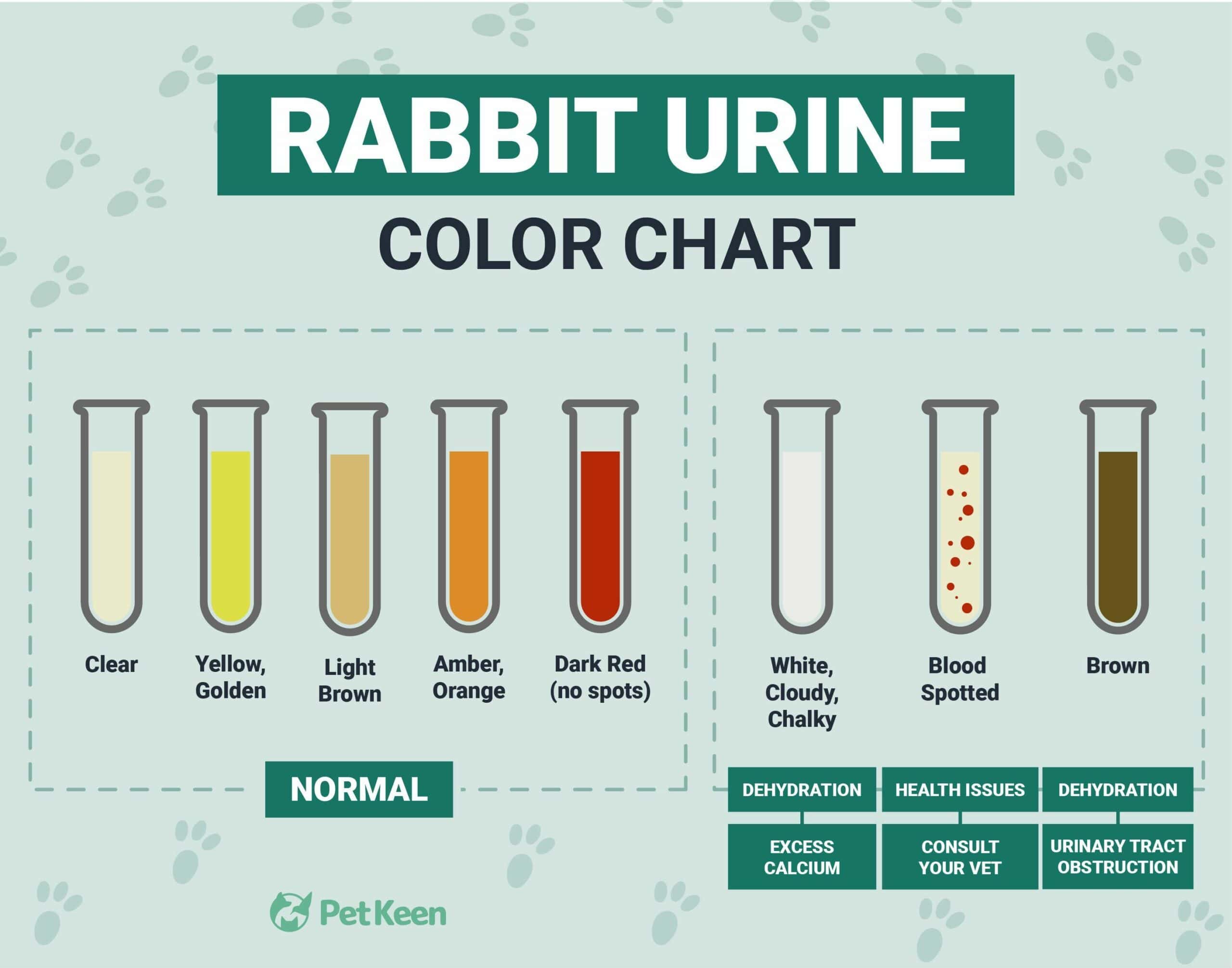 rabbit urine color chart