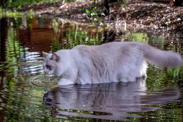 ragdoll cat puddles in the water