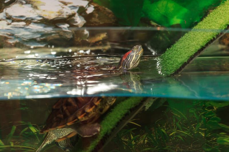 red ear slider water turtle in water tank