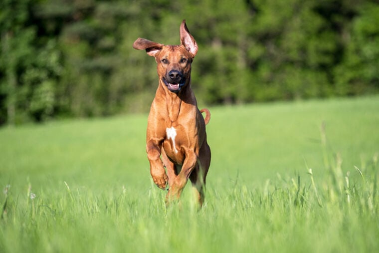 rhodesian ridgeback dog running on the meadow