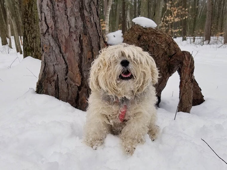 shaggy longhaired snorkie mix dog in the snow