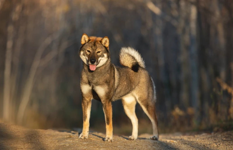 perro shikoku parado en el bosque