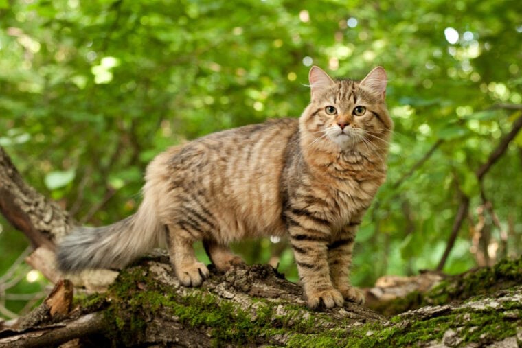 siberian cat in the wood