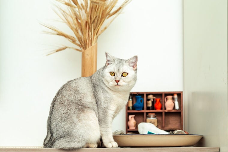 silver chinchilla british shorthair cat on the table