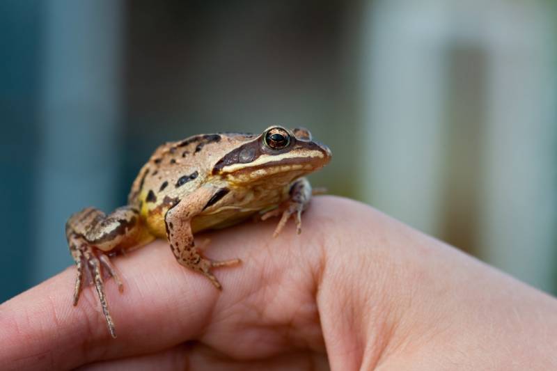 small frog sitting on mans hand