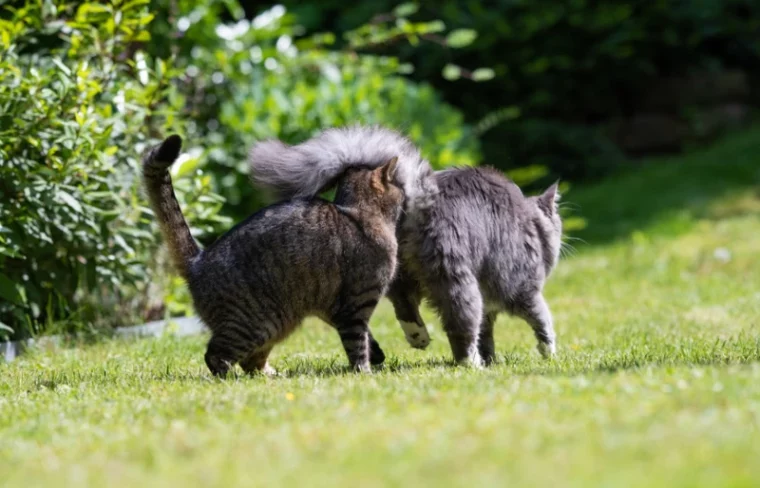 tabby cat smelling the butt of a young blue tabby maine coon cat outdoors