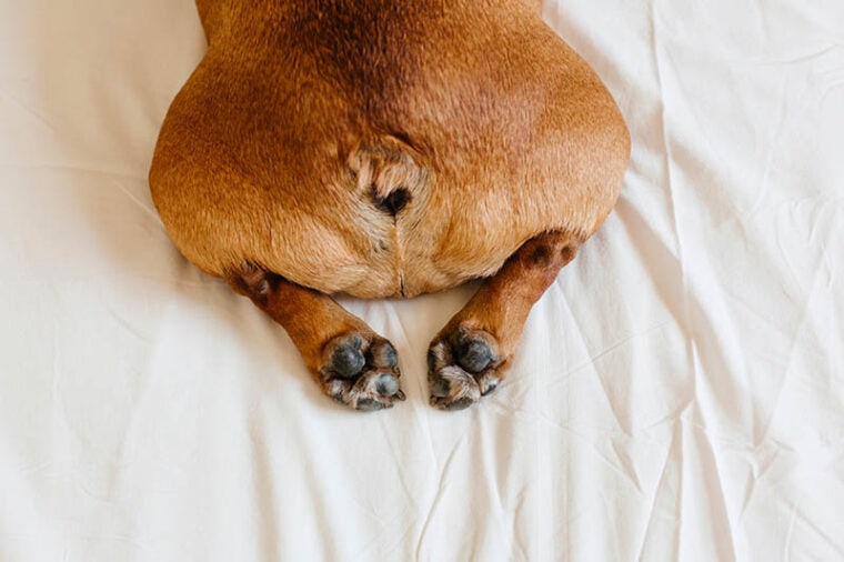 top view of french bulldog's butt side in bed