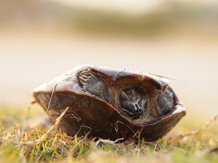 turtle lying upside down on the grass floor