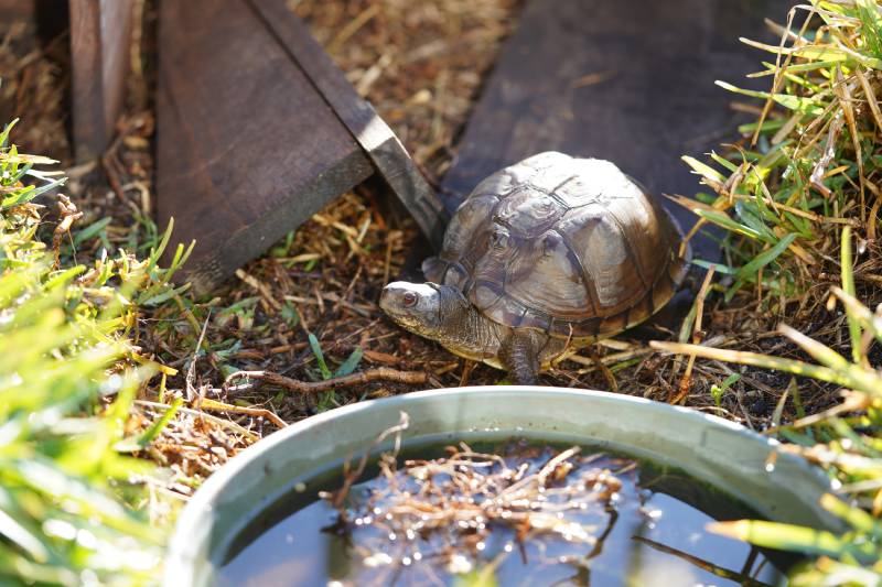 turtle outside foraging for food on a sunny day in its enclosure