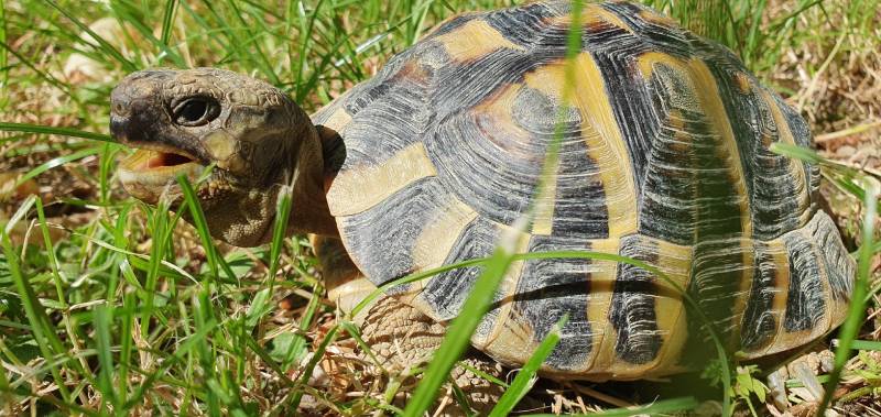 tortuga con la boca abierta en un prado de hierba