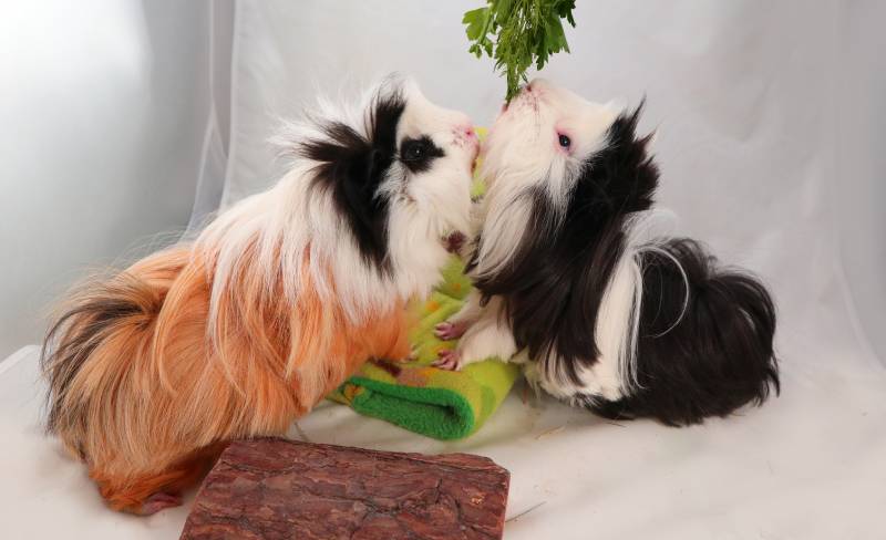 two cute long-haired Peruvian Guinea Pigs eat favorite food