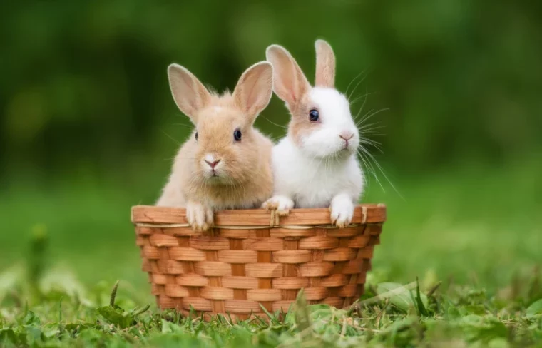 two little rabbits sitting in a basket outdoors
