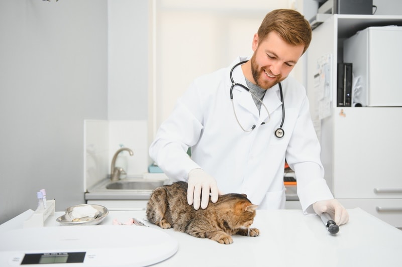 vet examining sick cat