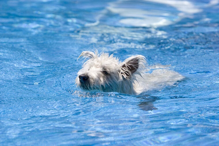 west highland terrier dog swimming in the water