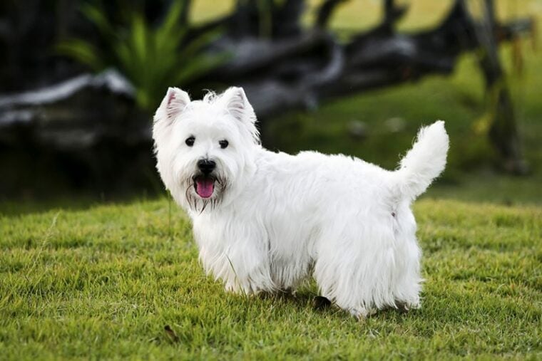 west highland white terrier dog standing on grass
