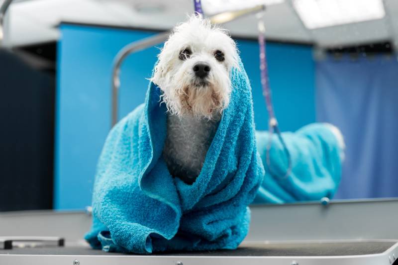 wet Bichon Frise wrapped in a blue towel on a table at a veterinary clinic