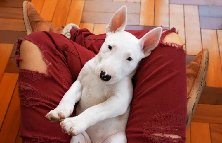 white bull terrier puppy dog lying on a person's lap