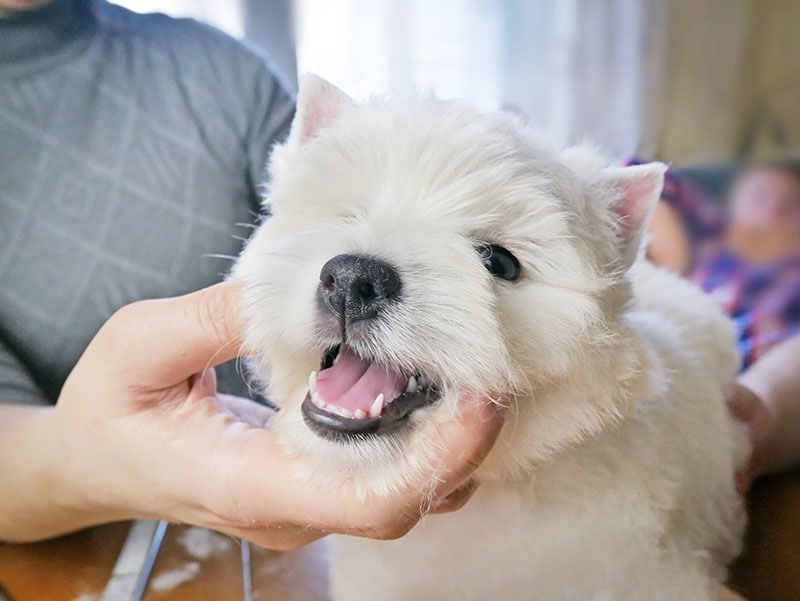 Cachorro blanco de West Highland Terrier abre la boca para un chequeo dental