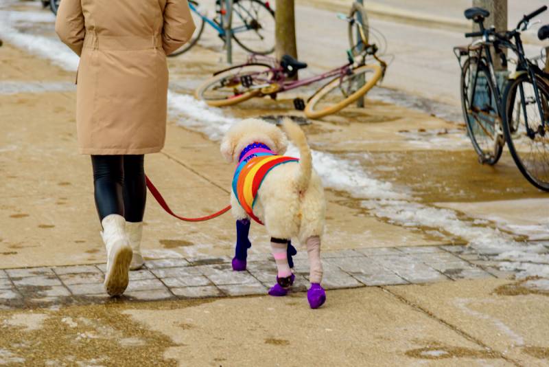 mujer cargando un perro en la nieve con coloridos calcetines de animales