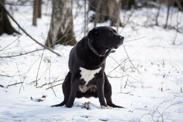 perro negro joven hace caca en el parque en invierno en la nieve