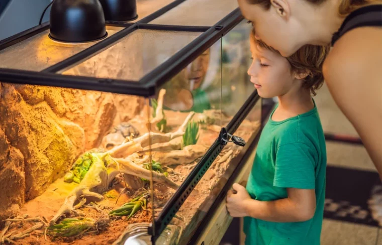 young boy and woman looking into a reptile enclosure or terrarium