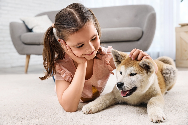 jovencita acariciando a un cachorro akita inu en casa