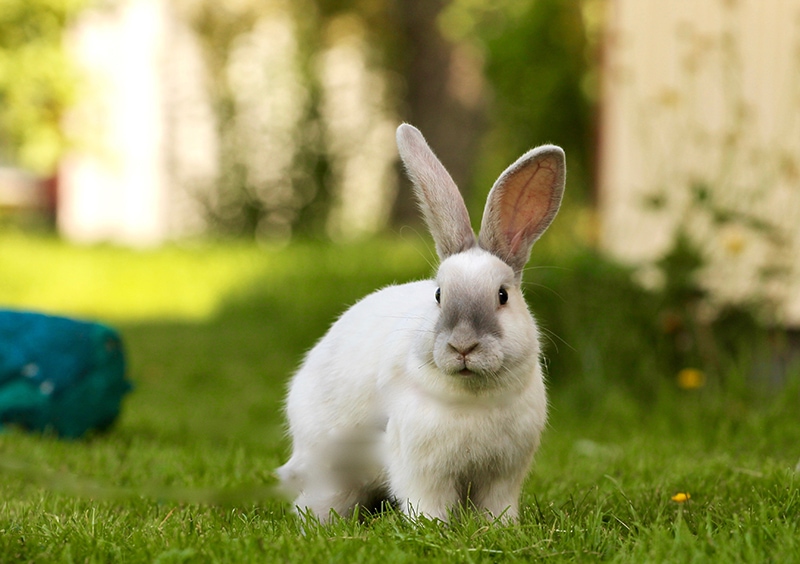 young gotland rabbit in the garden